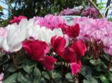 pcpics00003.jpg