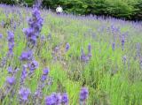 北海道の夏の風物詩☆ラベンダー３