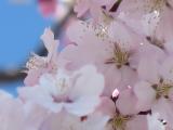 大通公園のどこの桜か？