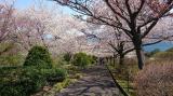 小樽 手宮公園より