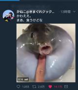 このかわいい生き物はなに？w