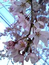 桜はまだだけど・・