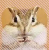 シマリスの様に