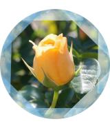 おはようございます！